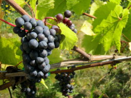 grapes